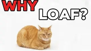 Why cats lay in a loaf position explained in exactly 1 minute.