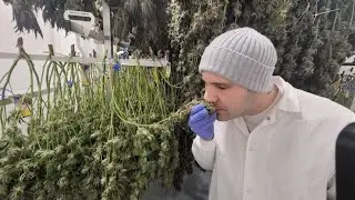 Massachusetts Destination Dispensaries: Blackstone Valley Cannabis