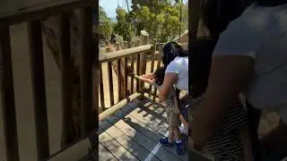 This is Why You Should Visit the Santa Barbara Zoo | Santa Barbara | Niki Goes Local