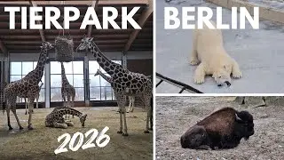 Tierpark Berlin 2026 | Der bessere Zoo in Berlin? | XXL Rundgang mit allen Highlights VLOG