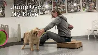 Ciro Earns Novice Trick Title via Dog More With Your Dog!