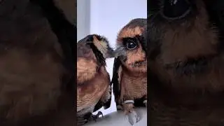 Owl Love Story!💔❤️&zwj;🩹
