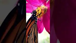 #nature #naturephotography  #butterfly 🦋📸 #biodiversity