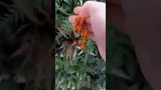 The Quickest Komboloi Tricks You Will Ever See!