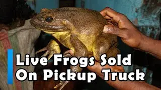 Live Frogs on Sale in Africa for $7 99 on Open Pickup Truck
