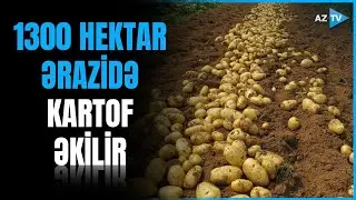 Qazaxda kartof əkini: 1300 hektarda səpinlər başladı