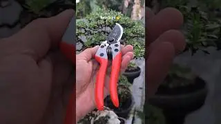 Gunting dahan kapusi