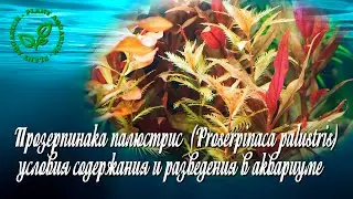 Прозерпинака палюстрис  (Proserpinaca palustris) условия содержания и разведения в аквариуме
