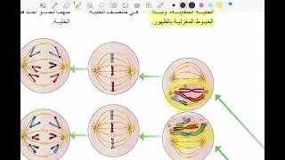 شرح الإنقسام المنصف توجيهي 2007