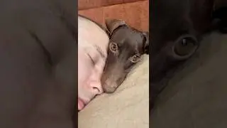Miniature Dachshund Just Wanted a Cuddle