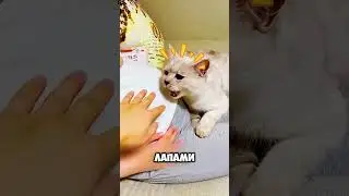 Трогательная история про верного кота 🐈🤰 #животные #милыеживотные