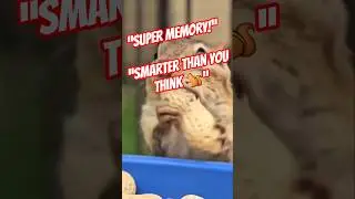 Fun Fact: Squirrels Have Super Memory! 🐿️🧠