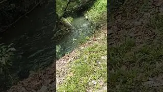 #love #travel #music #trendingshorts #nature #taiwanlife RIVER IN THE   GUANDONG PART PINGTUNG CITY
