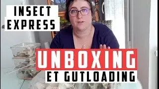 J'ai acheté plein d'insectes pour mes geckos!