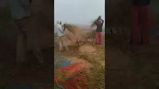 Kisaan || Indian Farmer Work #shorts #kisaan #indianfarmer