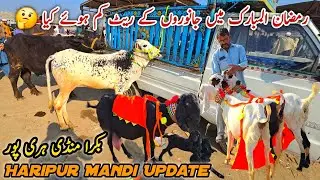 Today Bakra Mandi Haripur Latest Update 19 February 2026