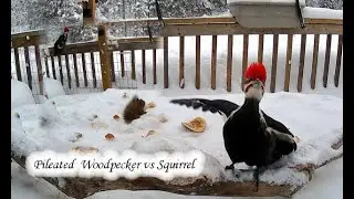 Pileated Woodpecker vs Squirrel 🐿️ #timmims