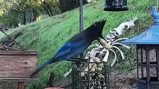 Woodshed Breakfast🐦14 Species! LIVE STREAM REPLAY Descanso, CA California Mountain Bird Feeder