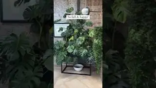 The best way to get your monstera leaves to grow is to attach them to something for support!