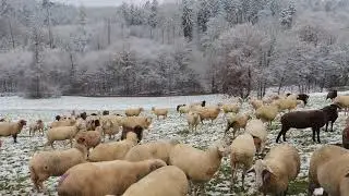 Schafe bl&ouml;cken , Sheep baaing , Schafsherde 1 . Schnee Winter 2022 Shaun Schafswolle