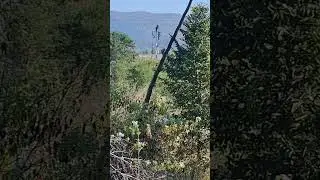 #real parrots 🦜 sound #nature # subscribe #support #viral#