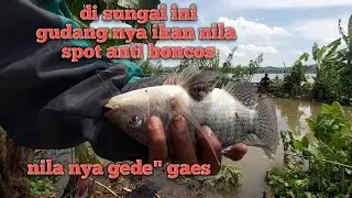 Cara mancing ikan Nila liar tehnik nutul~Mancing iwak
