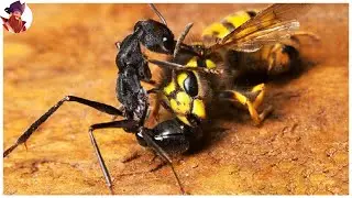 15 Batallas &Eacute;picas Entre Hormigas E Insectos Voladores