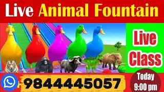 how to make animal fountain crossing animation in blander class 4