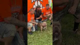 BEST DEVIL SPIT #americanbully #devilspit #Ultimate Bully StackOff 2.0