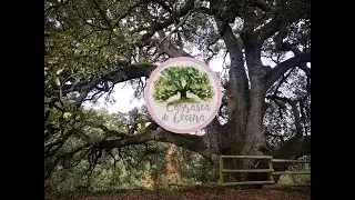 Carrasca Milenaria de Lecina 🌳 Guardiana del AltoArag&oacute;n