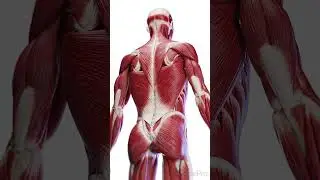 💪 The Layers of Back Muscles: Your Body&rsquo;s Support System 💪 #anatomy