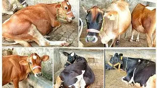 Sialkot Best jersey Cows farm 80Litter milk per day || biggest udder cow | #reels #sialkot  #jersey