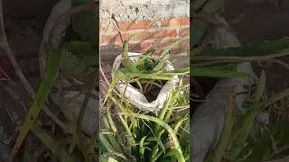 Aloevera plant || #gardening #garden #haircare #plants #food #aloeverabenefits #aloeveraplant #short