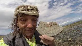 Epic Freaky Tasty Prehistoric Fossil Crab Vancouver Island Canada