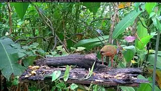 Gray-cowled Wood-Rail Adds Morpho To The Menu On The Panama Fruit Feeder &ndash; May 10, 2020