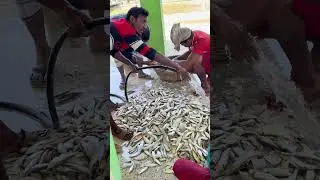 B-Roll Ibrahim Sorting Fish, Alipur Fish Dock Bangladesh Clip One