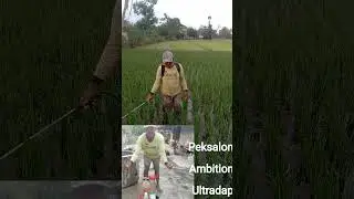 obat wereng dan Nutrisi yang ampuh