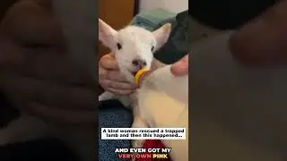 Trapped Lamb Rescue: A Miracle Journey 🐑#shortsfeed #animals #wildliferescue #wildlife #animalhaven
