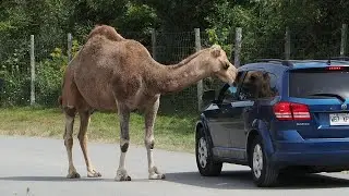 Camels, Parc Safari
