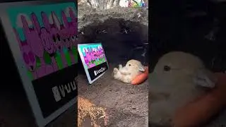 Bunny Watching incredibox Sprunki But All Pinki #sprunki