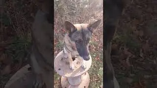 German Shepherd Search and Rescue training day 1152: Anunitum works on directionals.