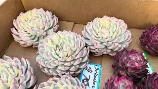 Jan 31-26. Free Shipping $150. Update New Echeverias Varigated for Sale. 408-992-5539.