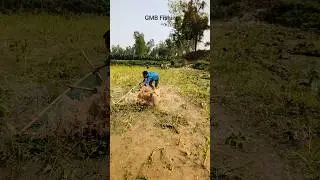 Village Boys Catching Tons of Fish &ndash; Amazing🐟#handfish