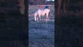 Horses have dinner the grassland #horse #grassland #farmers #animals