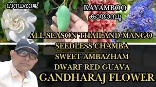 Kayamboo,Thailand Mango,Seedless Chamba, Gandharaj Flower plants Trends Wheel #plantsonline