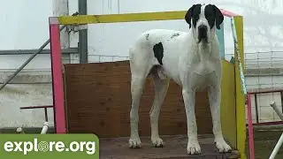 A Tribute to Service Dog Project's Walter