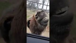 Donkey steals tiger's limelight.