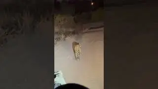 Singita Safari Leopard Tracking #shorts #safari #leopard