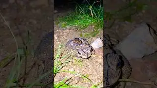 Funny Big Toad lead kitty frog to fly for you laugh l funny catching frog jumping #shorts #funny