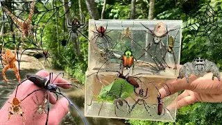 Hunting Top Golden Red Spider In Along The River !! weaver spider,Jumping Spider, Gagamba